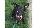 Adopt Janine a Pit Bull Terrier