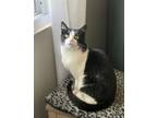 Adopt Sami a Tuxedo