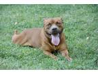 Adopt Grant a Brown/Chocolate Mixed Breed (Large) / Mixed dog in Kansas City