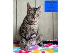 Adopt Pumpkin Spice Latte a Domestic Short Hair