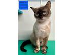 Adopt Bonnie Sue a Domestic Short Hair