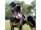 Adopt Milo a Black Rottweiler / Mixed Breed (Medium) / Mixed dog in Tulsa
