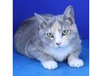 Adopt Tot-041202S a Domestic Short Hair