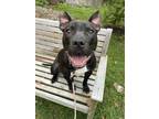Adopt Denim a Black American Pit Bull Terrier / Mixed dog in Philadelphia