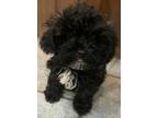Adopt Borrow From Bob a Black - with White Miniature Poodle / Mixed dog in