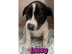 Adopt Lacey a Retriever, Mixed Breed