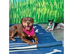 Adopt Trixie a Brown/Chocolate Labrador Retriever / Doberman Pinscher / Mixed