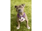 Adopt Brisketta a American Staffordshire Terrier