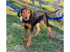 Adopt Blizzy a Hound