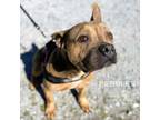 Adopt Pebbles 24-0159 a Pit Bull Terrier, American Staffordshire Terrier