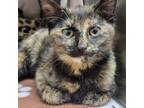 Adopt Cranberry 24-0207 a Domestic Short Hair