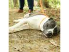 Adopt Pawla 23-0722 a Staffordshire Bull Terrier, Pit Bull Terrier