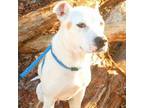 Adopt Confetti Cake 24-0001 a Pit Bull Terrier