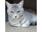 Adopt Silver 24-0052 a Domestic Short Hair