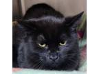 Adopt Matilda 24-0066 a Domestic Short Hair