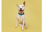 Adopt Dove a Mixed Breed