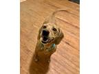 Adopt Sunnie a Beagle, Mixed Breed