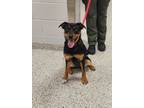 Adopt Lainey Wilson a Rottweiler, Mixed Breed