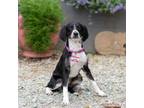 Adopt Daffney a Hound