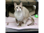 Adopt Bunny Hop a Brown or Chocolate Snowshoe / Domestic Shorthair / Mixed cat
