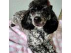 Poodle (Toy) Puppy for sale in Greenback, TN, USA