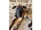 Adopt Fiona a Black German Shepherd Dog / Belgian Malinois dog in Spring