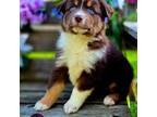 Australian Shepherd Puppy for sale in Albion, MI, USA