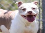 Adopt A484634 a Pit Bull Terrier