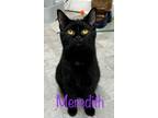 Adopt Meredith (Fiddle) a Domestic Shorthair / Mixed (short coat) cat in Rome