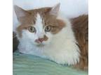 Adopt Everly a Domestic Long Hair