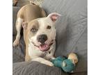 Adopt Becca a Tan/Yellow/Fawn American Staffordshire Terrier / Mixed Breed