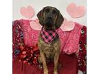 Adopt Bindi a Bloodhound