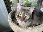 Adopt Marbles a Domestic Shorthair / Mixed (short coat) cat in Providence