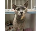 Adopt Mookie aka Maraschino a Domestic Short Hair