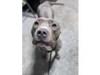 Adopt Star a Pit Bull Terrier