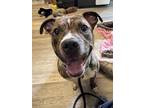 Adopt Shakira a Pit Bull Terrier