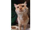 Adopt Garfield a Orange or Red Domestic Longhair / Domestic Shorthair / Mixed