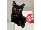 Adopt Mimzy a Domestic Short Hair