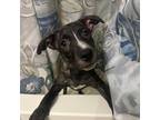 Adopt Charcoal a Brindle American Pit Bull Terrier / Labrador Retriever / Mixed