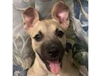 Adopt Addie a Tan/Yellow/Fawn American Pit Bull Terrier / Labrador Retriever /