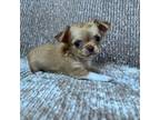 Chihuahua Puppy for sale in Stroudsburg, PA, USA