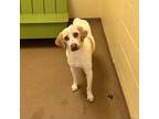 Adopt Sydney GCH a Labrador Retriever