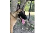 Adopt Michael Kors (MK) - located in IL a Tan/Yellow/Fawn - with Black Belgian