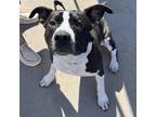 Adopt Peter a Black Pit Bull Terrier / Australian Cattle Dog / Mixed dog in