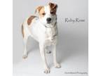 Adopt Ruby Rose a Australian Cattle Dog / Blue Heeler, Mixed Breed