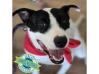 Adopt Patches a Mixed Breed