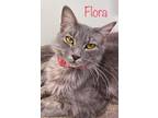 Adopt Flora a Domestic Shorthair / Mixed (short coat) cat in Rome, GA (38851451)