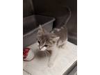 Adopt Bender a Gray or Blue (Mostly) Domestic Shorthair (short coat) cat in