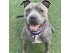 Adopt Trudy a Gray/Silver/Salt & Pepper - with Black American Pit Bull Terrier /