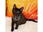 Adopt Tilda a All Black Domestic Shorthair / Mixed cat in Mission, KS (38862826)